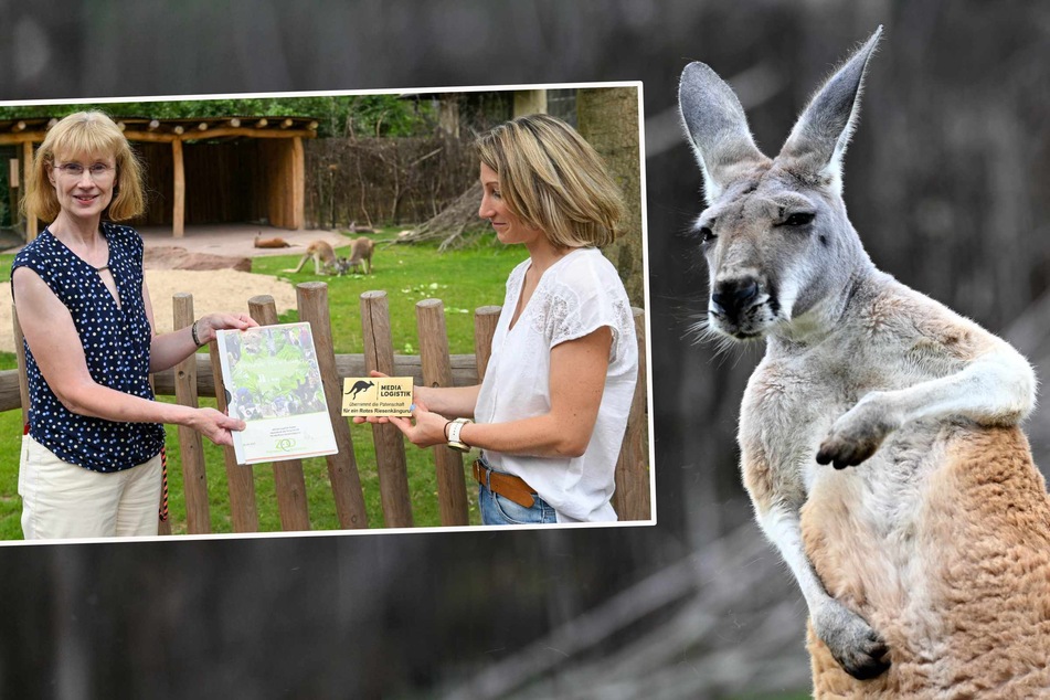 Patenschaft im Zoo: PostModern hat ein Herz für Kängurus