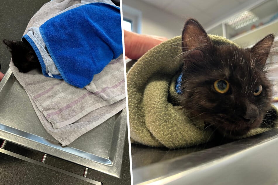 Notfall bei Katerchen "Besen": Plötzlich fällt die Körper-Temperatur