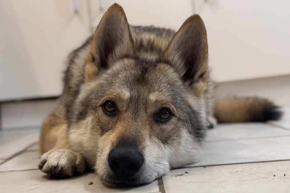 Tieraktivisten und Hundefreunde trauern um Nanouk.