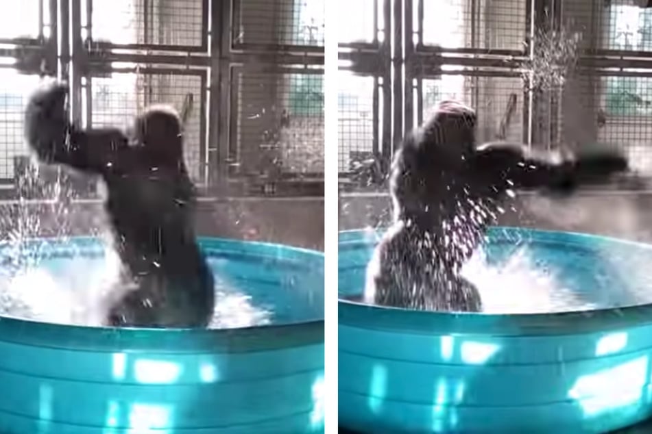 Have you ever seen a gorilla spin themselves around and around?