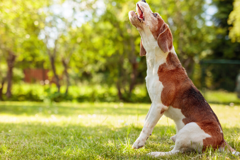 Die beiden Senioren wurden in ihrem eigenen Garten von Hunden angegriffen. (Symbolbild)