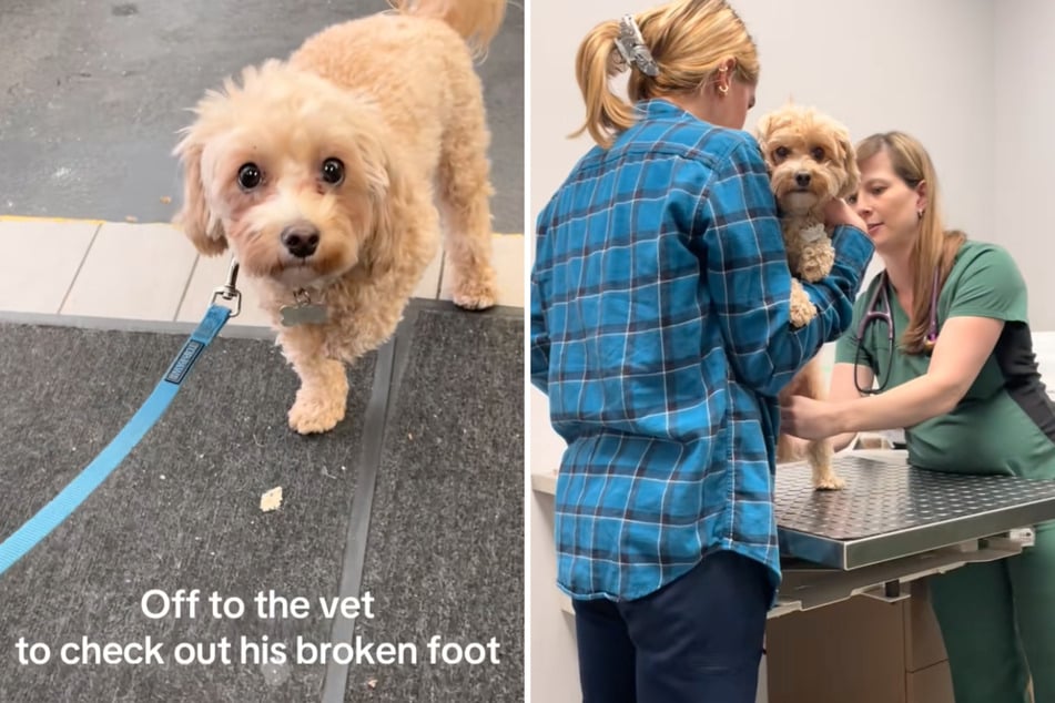 Louie the dog looks so innocent when he presents his owner with an apparently injured paw.