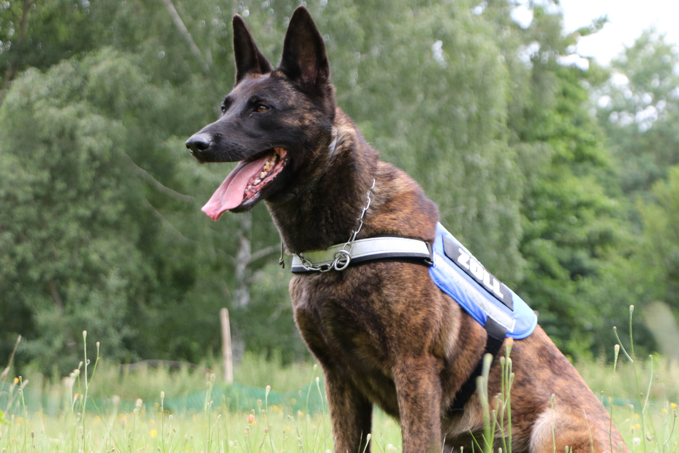 Spürhund Hera hatte den richtigen Riecher. Mit ihrem Verhalten führte der holländische Vierbeiner die Kontrolleure zu den illegalen Drogen.