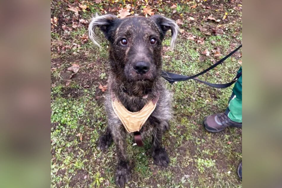 Hund Donnie (5) wurde kurz vor Weihnachten im Berliner Tierheim abgegeben.