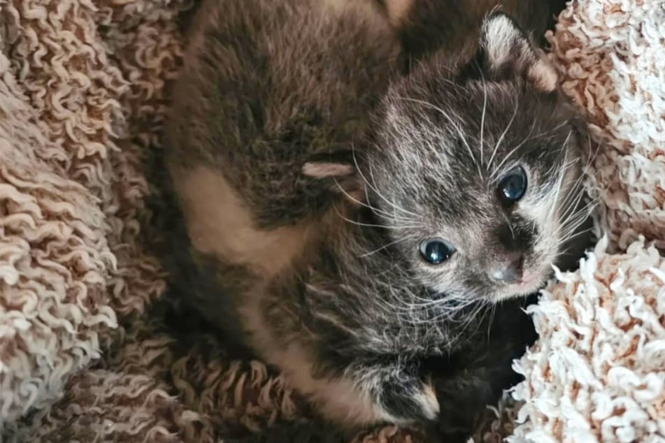 Mama verschwunden, Geschwister tot: Katzenbabys erleiden trauriges Schicksal