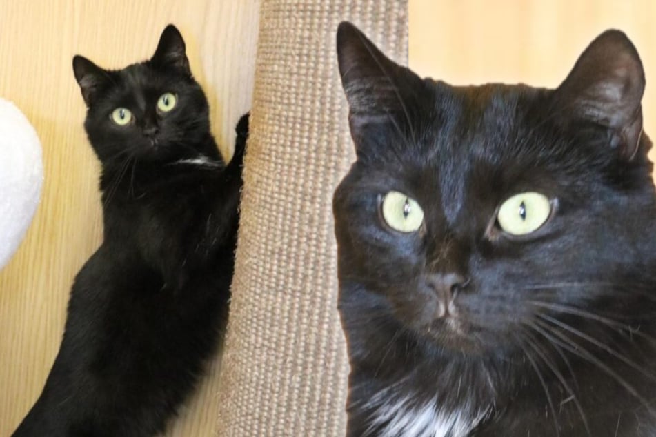 Sie kam als Katzenkind ins Tierheim: Polaris will endlich entdeckt werden