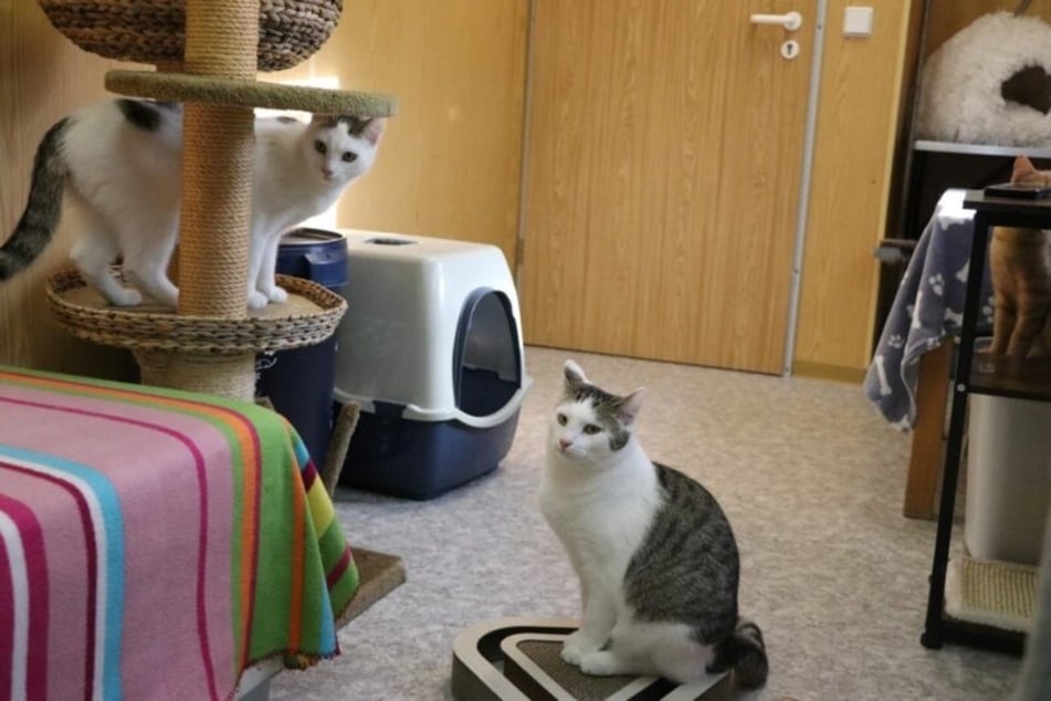 Uwe (r.) przybył 23 lutego razem ze swoim bratem Ullem do schroniska „Nadzieja dla zwierząt”.