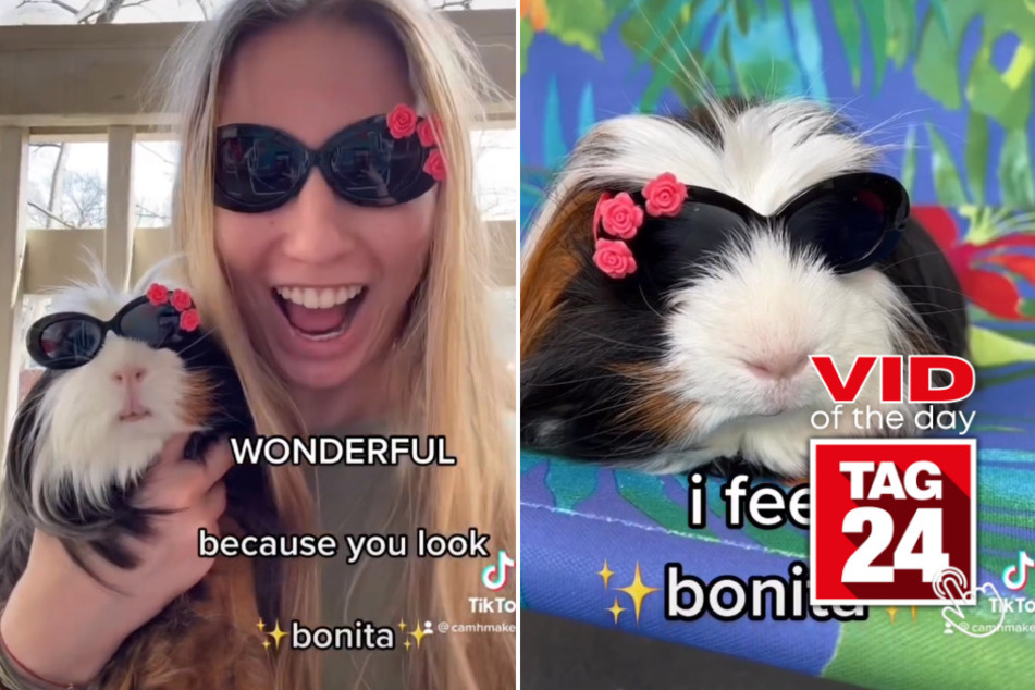 viral videos: Viral Video of the Day for May 19, 2023: America's next top guinea pig?