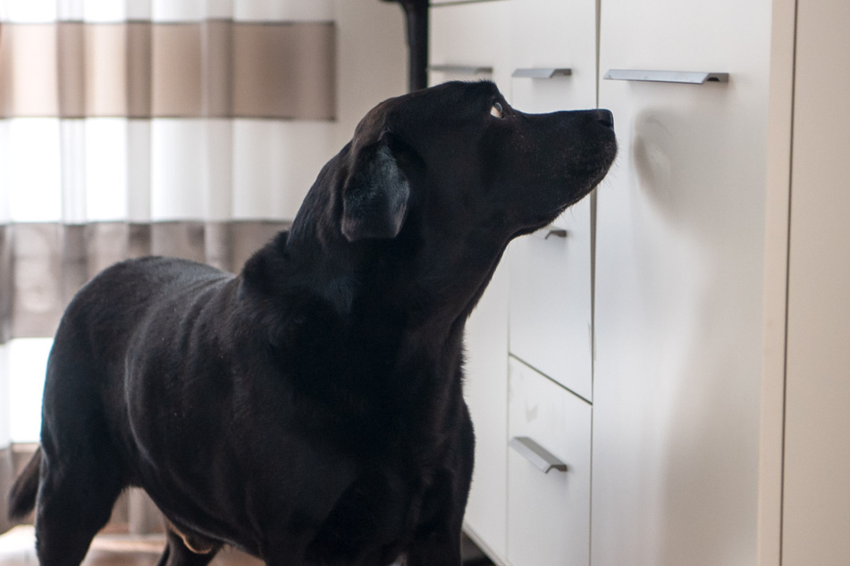 Ein Spürhund suchte eine Schule im sächsischen Malschwitz nach Sprengstoff ab. (Symbolbild)