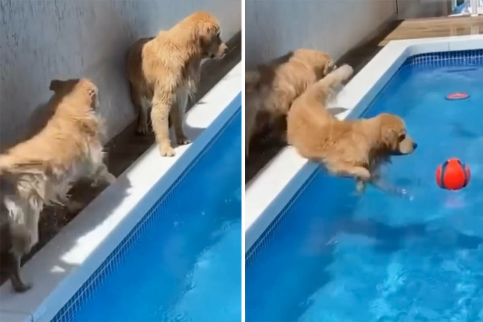 So gehts richtig! Lulu (l) nimmt Anlauf und schubst den mittlerweile großen Matteo in den Pool.