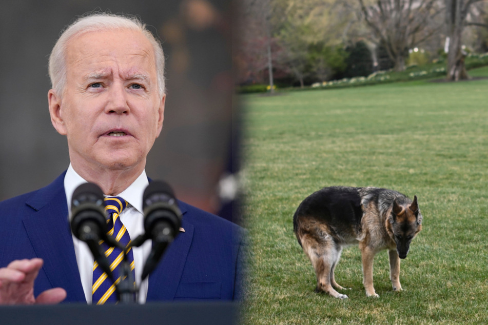 Bidens trauern um Schäferhund: Werden Champ "immer vermissen"