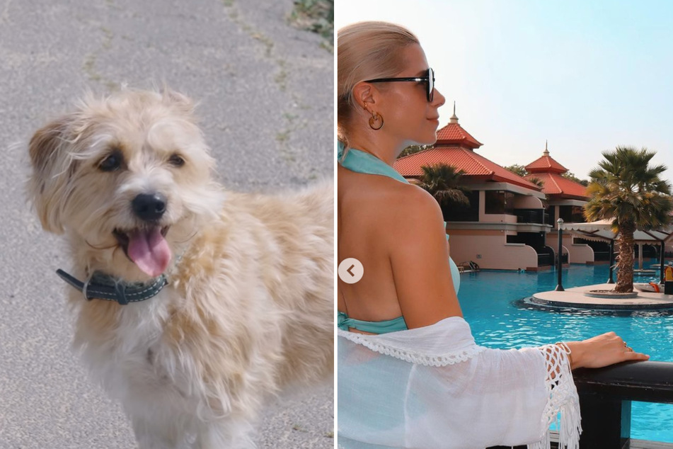 Hund Guido wurde abgeschoben: Tanja Szewczenko muss sich Kritik gefallen lassen