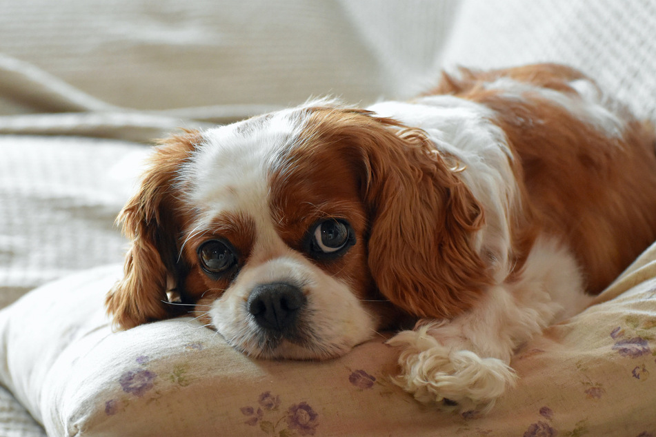 Cavalier King Charles spaniels are very popular among first-time dog owners.