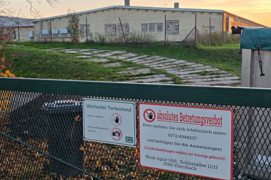 In diesem Zuchtbetrieb müssen vorsorglich 8000 Tiere getötet werden.