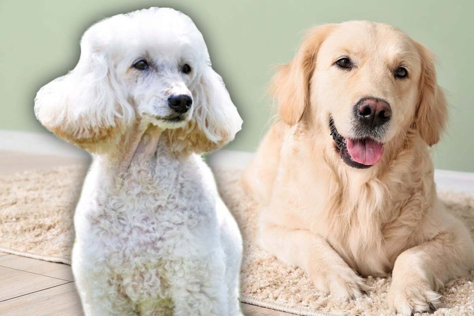 What will the doggy offspring of Poodles and Labradors look like?