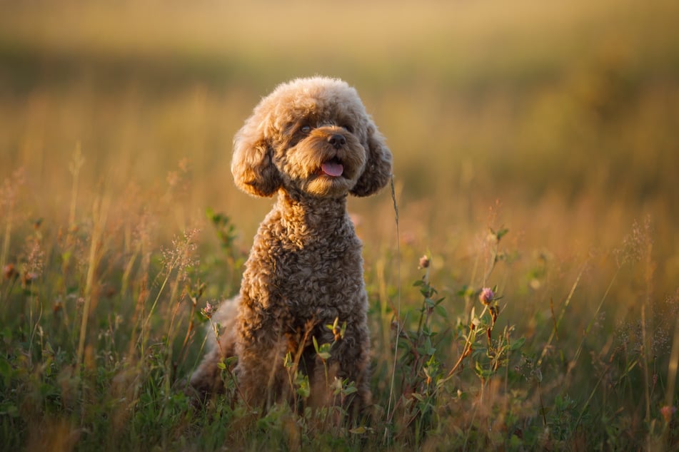 Miniature poodles have the curls of the poodle and the size of a smaller doggo.