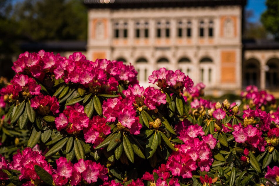In Bad Elster dreht sich alles rund um den Rhododendron. (Archivbild)