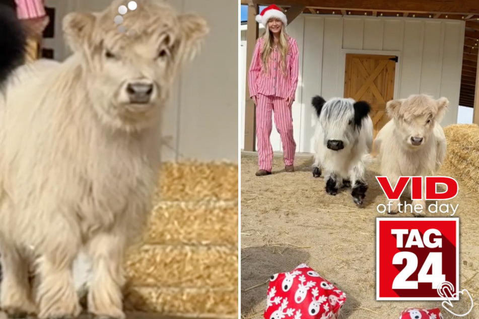 Two adorable mini cows take over TikTok in today's Viral Video of the Day with their comical and unnecessary reaction to a couple of "scary" Christmas presents.