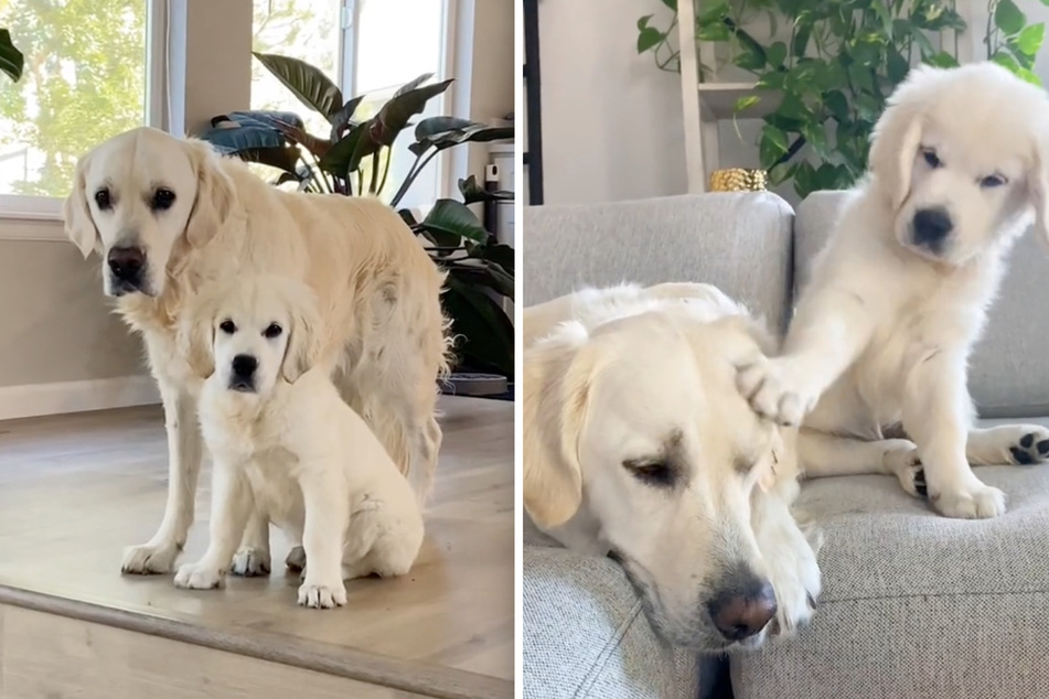 TikTok can't get over the love between these two golden retrievers