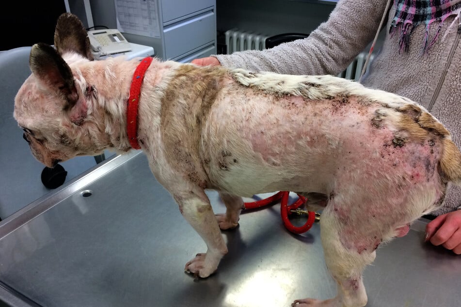 La bulldogue francés Juli había perdido casi todo su pelaje cuando fue recogida por la sociedad de protección animal de Hamburgo.