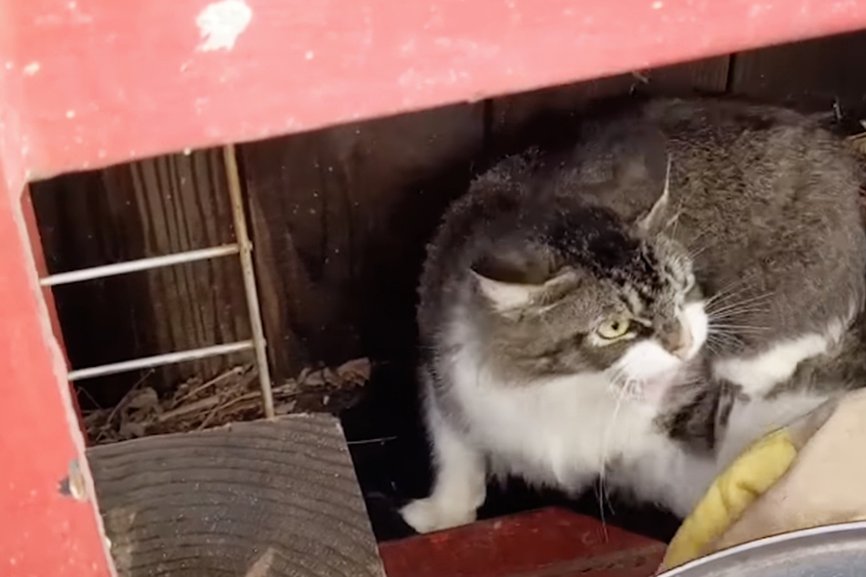 Wilde Katzenmutter und Babys von Tierfreunden gerettet: Sie dankt es ihnen zuckersüß