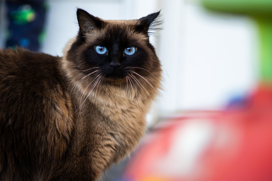 Quite similar to the ragdoll, the Himalayan cat is often overlooked.