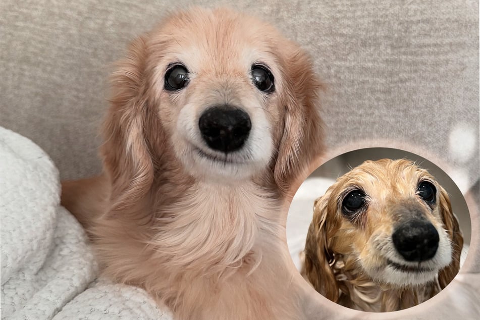 Vieja perra dachshund conquista corazones a la velocidad del rayo: este es el secreto detrás de su sonrisa