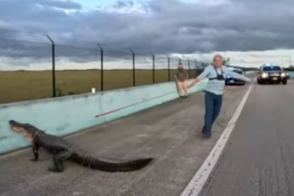 It took the professional over an hour to grab the ten-foot alligator!