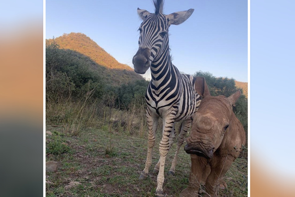 These two orphaned animals became fast friends in the animal intensive care unit.