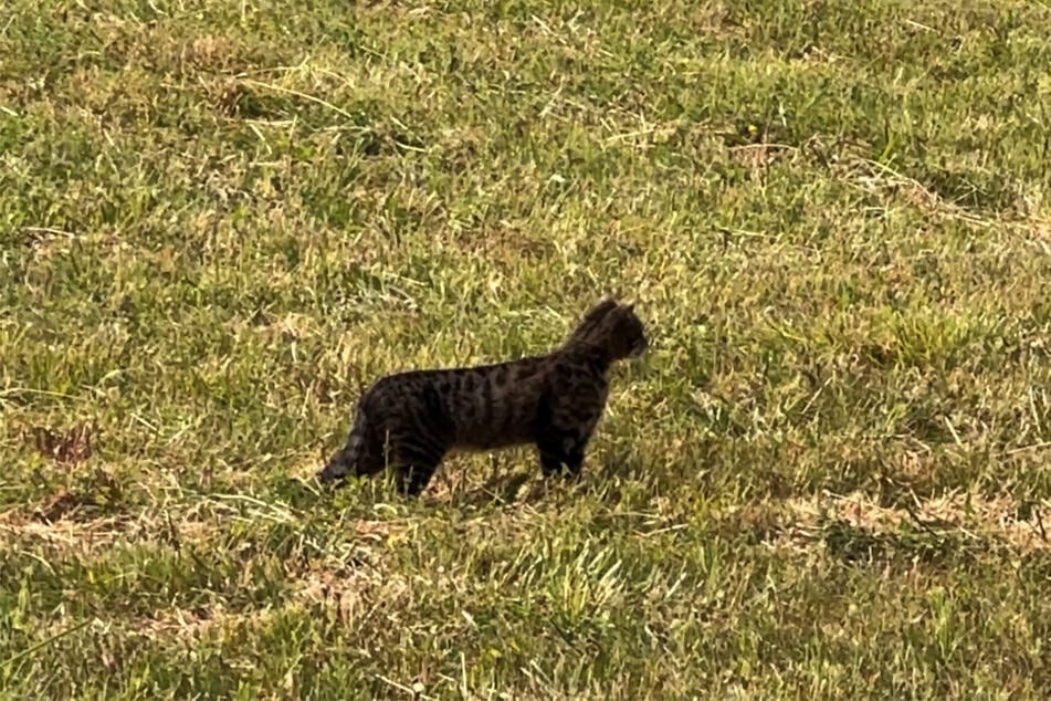 Eine Nachstellung des Videos zeigte, dass die vermeintliche Großkatze wohl doch eher eine gewöhnliche Hauskatze wie hier auf diesem Foto war.