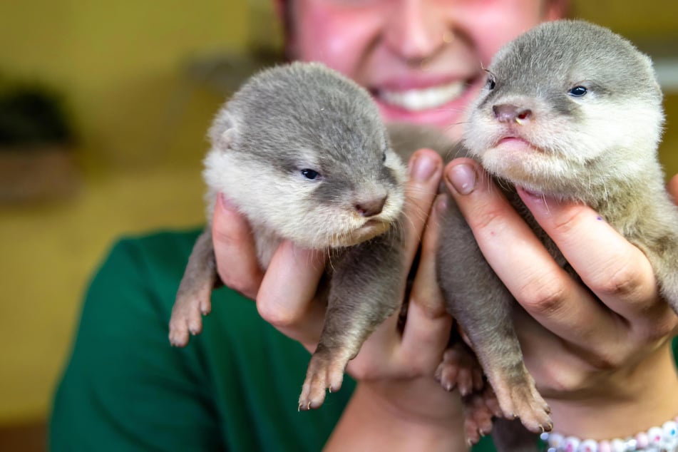 Süße Mini-Welpen: Bei Familie Otter ist die Aufzucht Familiensache