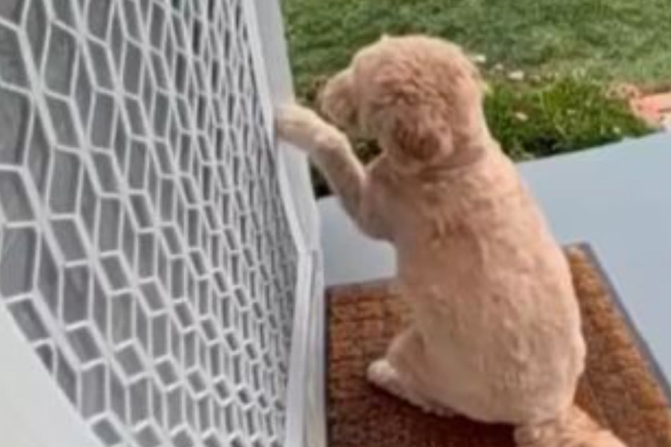 Hund klopft an Tür der Nachbarn: Was er dort will, lässt Herzen hüpfen