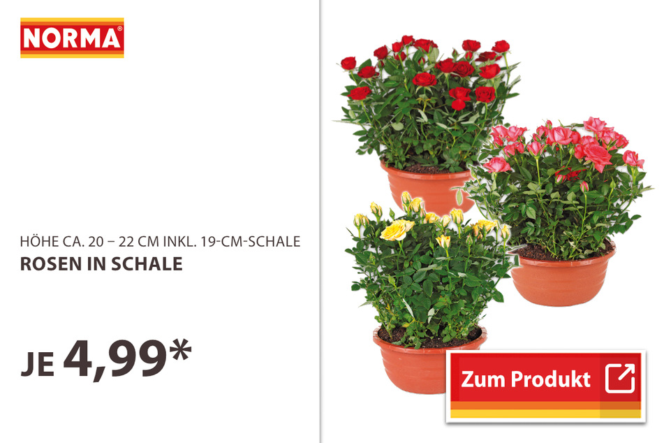 Rosen in Schale