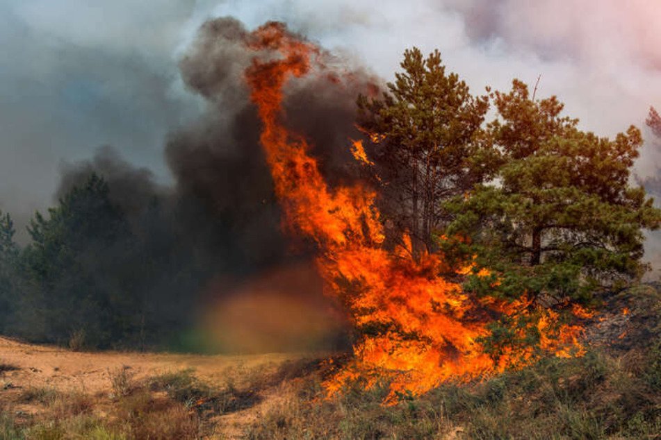 Feuer walzt sich auch durch Deutschland - mehr und mehr. Ansätze und Projekte aus ganz Europa zur Prävention von Waldbränden werden in der ARTE-Doku aufgezeigt.