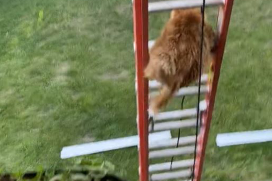 The cat failed to turn around on the ladder and fell through the rungs.