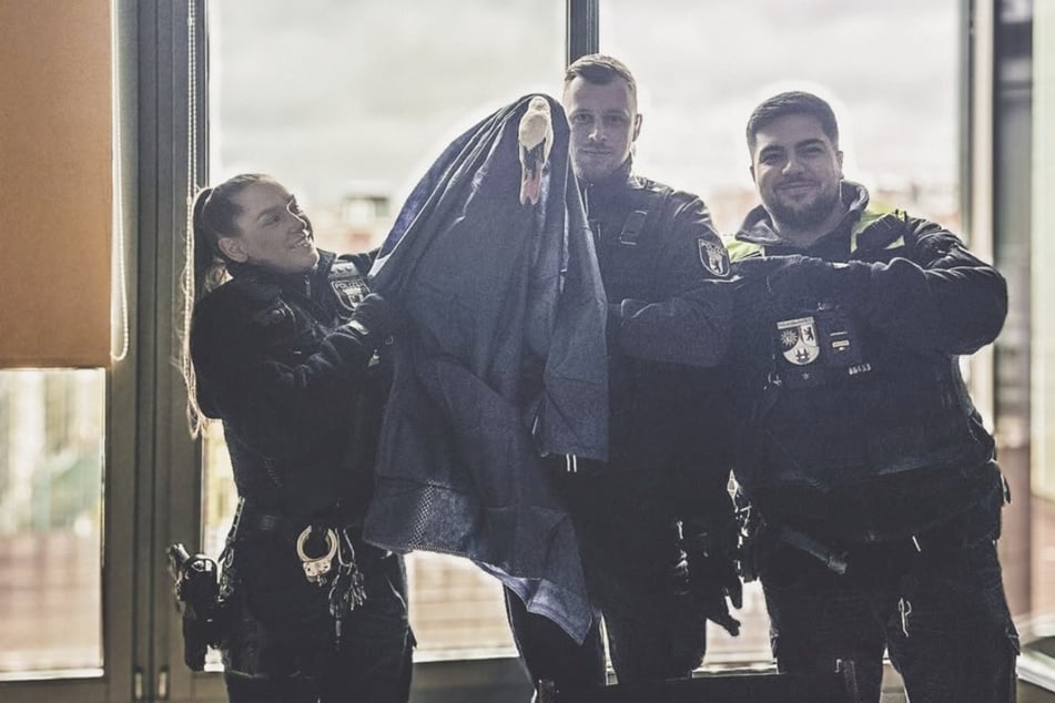 Wie ist er denn dahin gekommen? Schwan steckt auf Balkon im fünften Stock fest