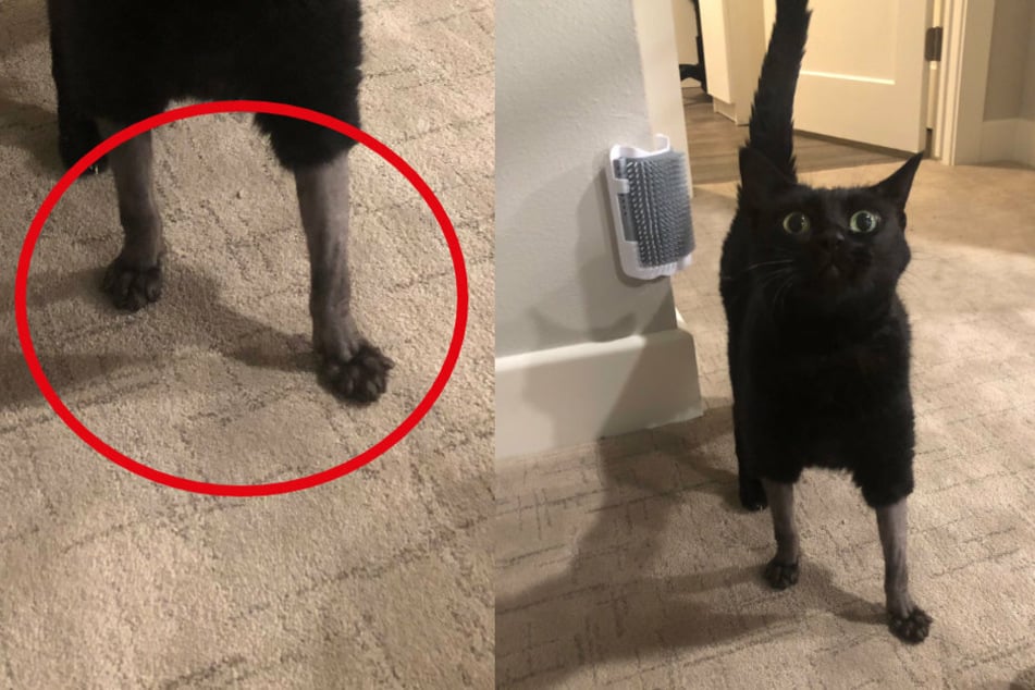 Katze hat komplett nackte Füße, das Netz vermutet daraufhin etwas Schreckliches