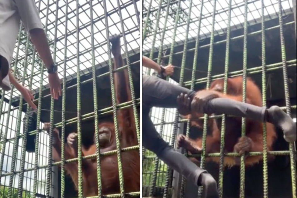 Orangutan grabs man at zoo for standing too close for comfort