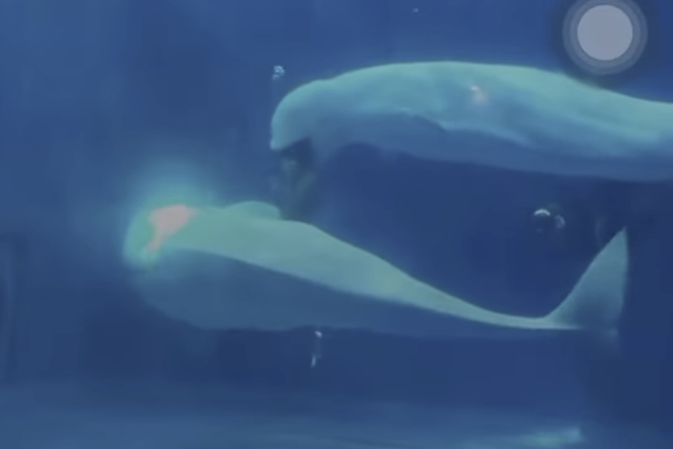 A woman was attacked by beluga whales during an underwater shoot in a Chinese aquarium.