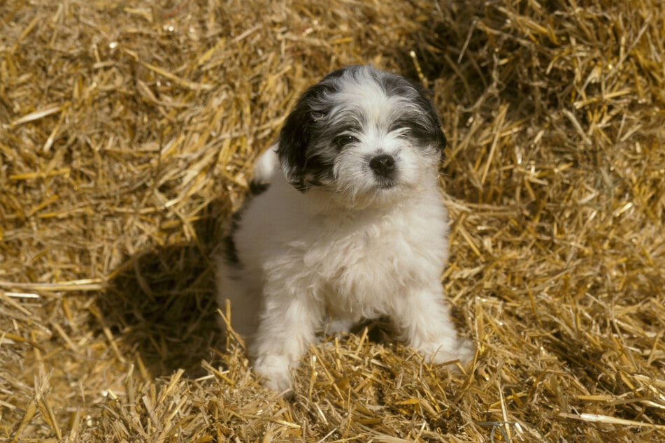 Löwchens are also referred to as "Little lion dogs". They also cost a pretty penny...