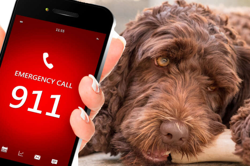 Ohne die schnelle Reaktion eines Labradoodles hätte die alte Frau wohl nicht überlebt. (Symbolbild)