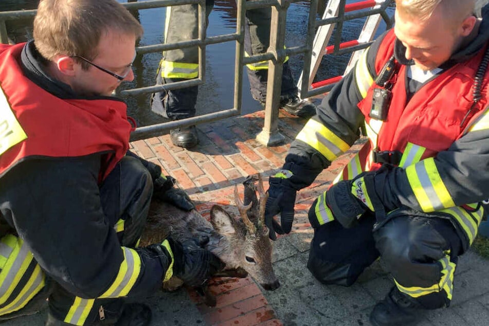Feuerwehrleute kümmern sich nach der Rettung um den Rehbock.