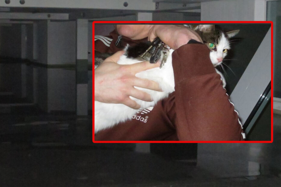 Rohrbruch flutet Wohnungen, Geschäfte und Garage: Feuerwehr rettet Bewohner und Katzen