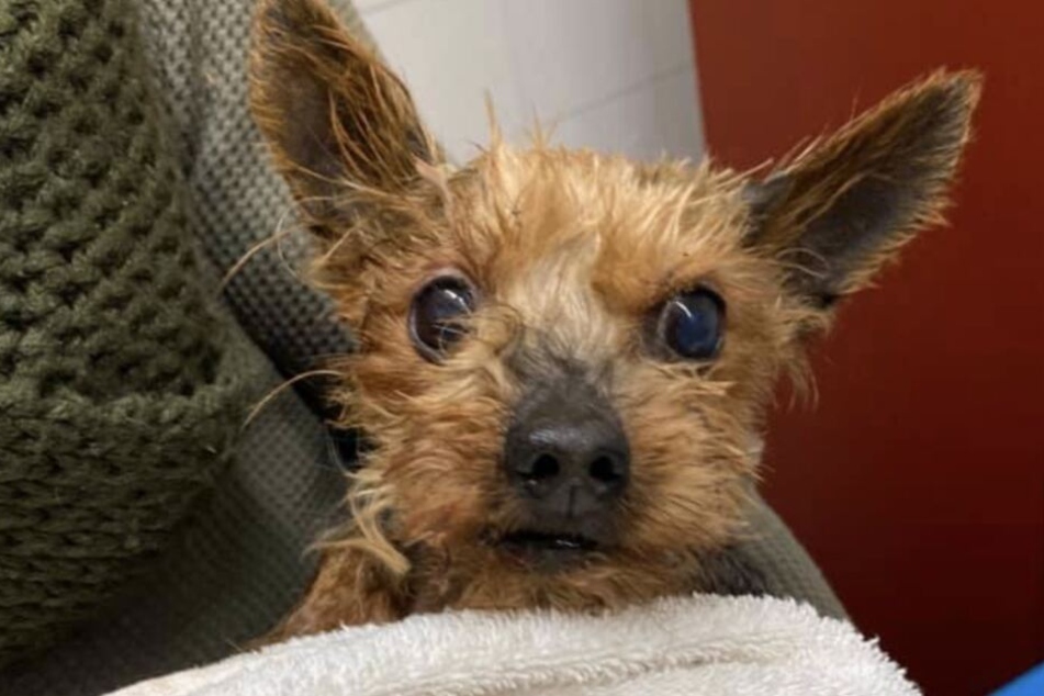 Alles wieder gut. Der kleine Terrier ist frisch gewaschen und geschnitten.
