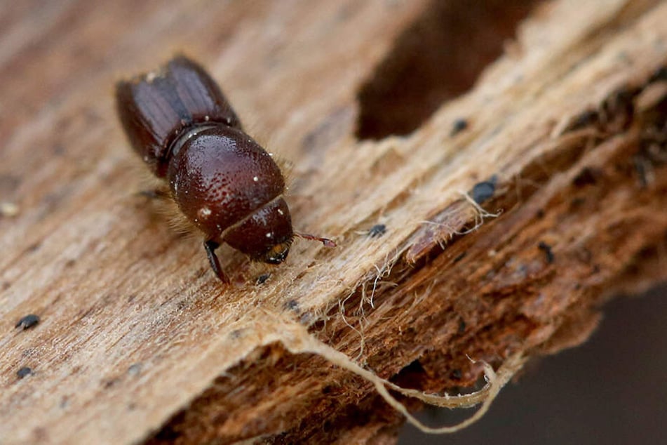 Er kann erhebliche Waldschäden anrichten: Der Borkenkäfer.