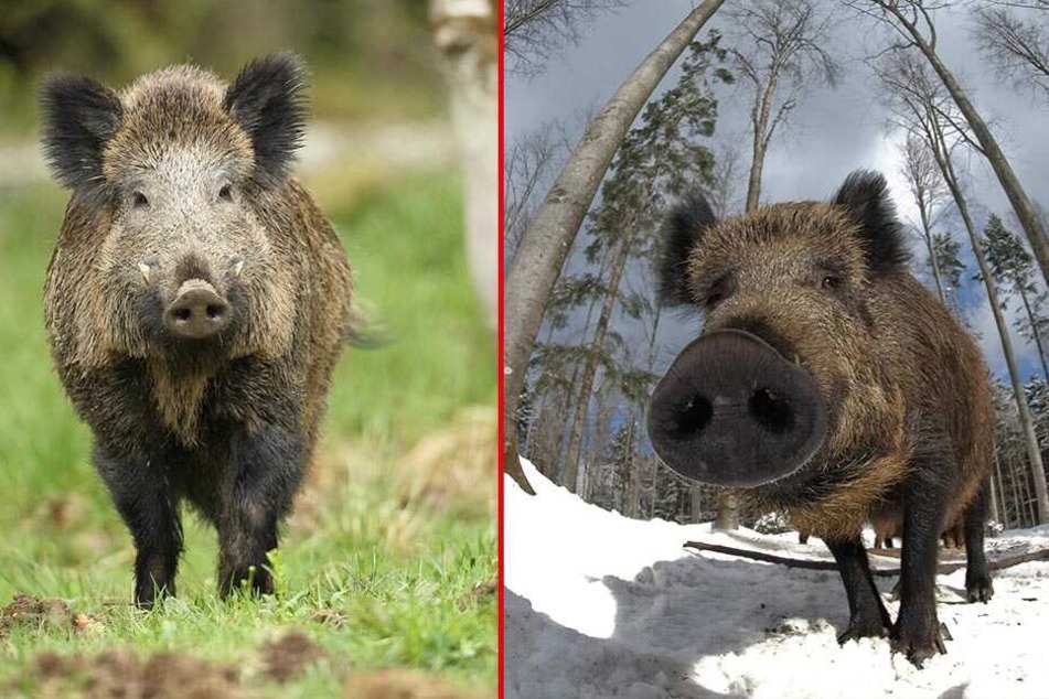 Wildschweine machen aus den liebevoll gestalteten Anlagen immer wieder einen umgepflügten Acker.
