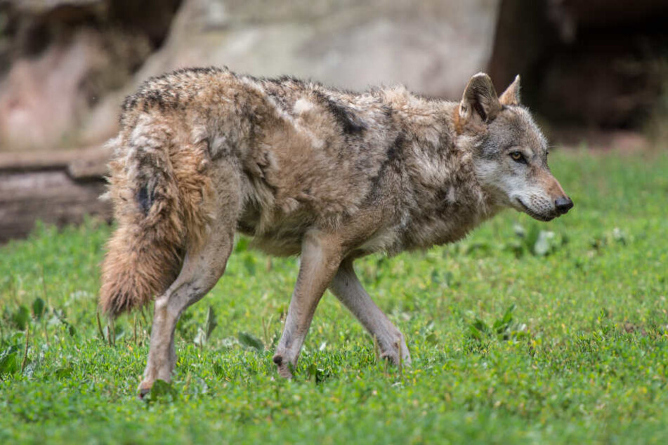 War der Wolf auch mehrmals im Odenwald gesichtet worden? Das soll nun geklärt werden. (Symbolbild)