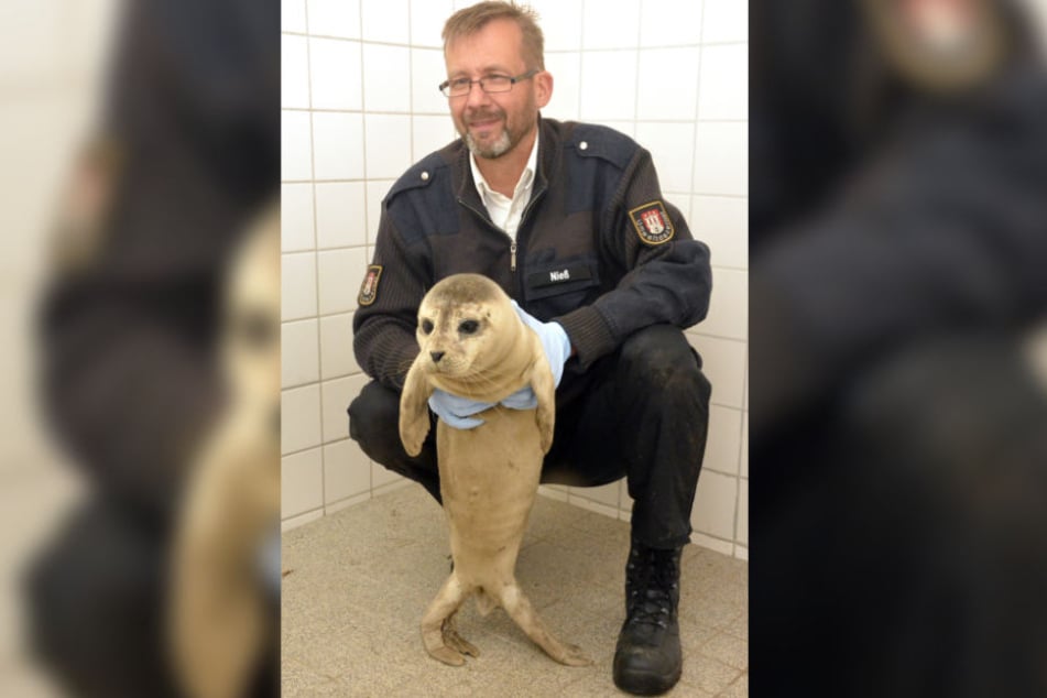 Vor einem Jahr musste Olaf Nieß schon einmal ausrücken, um Seehund "Stormy" zu retten. (Archivbild)