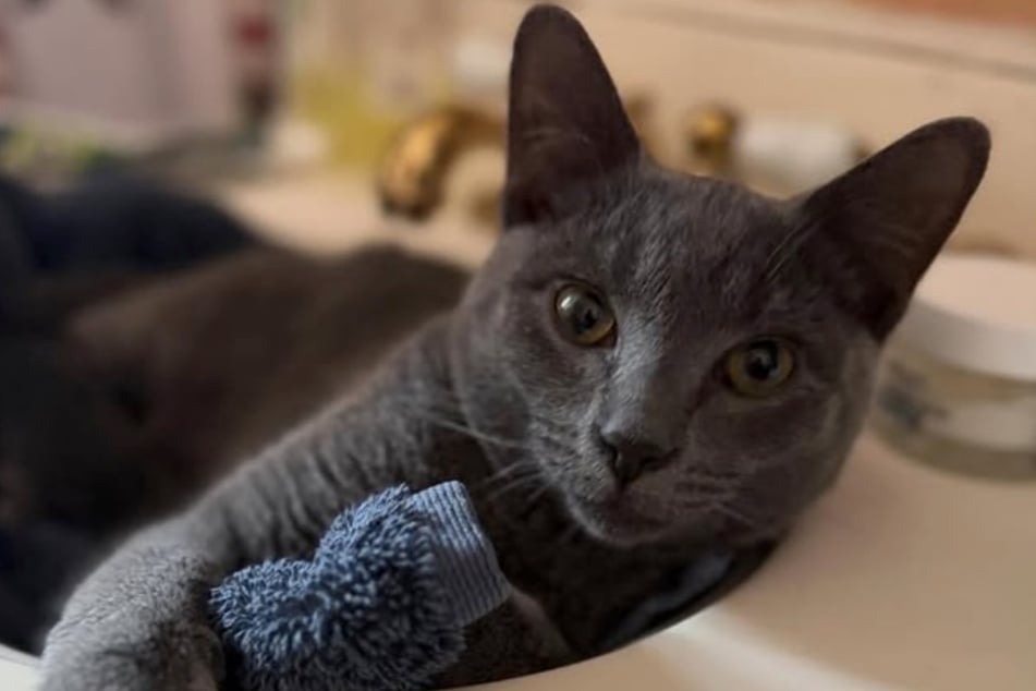 Gerettet: Katze "Metrocard" kann sich nach diesem Unglück wieder entspannen.