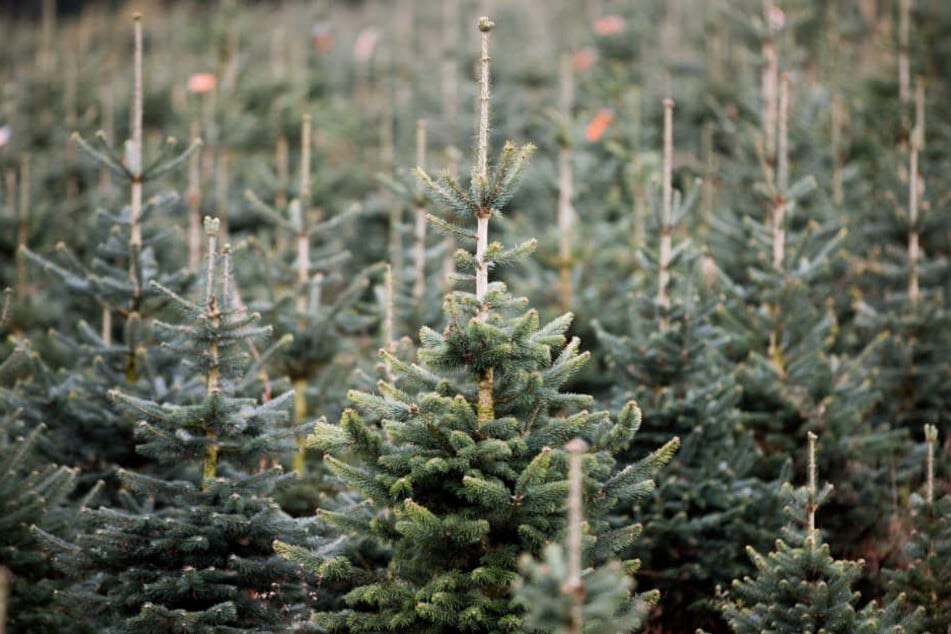 Hunderten Christbäumen haben Unbekannte die Spitze abgeschnitten. (Symbolbild)